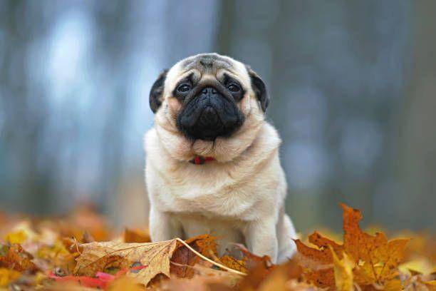 anjing pug fawn (istockphoto.com/Eudyptula)