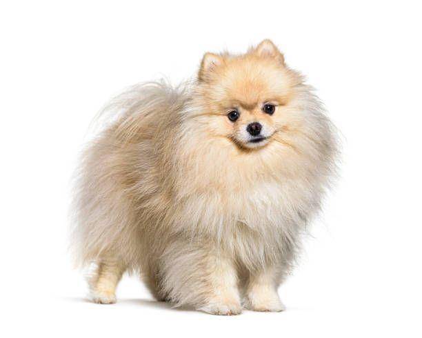 anjing pomeranian (istockphoto.com/GlobalP)