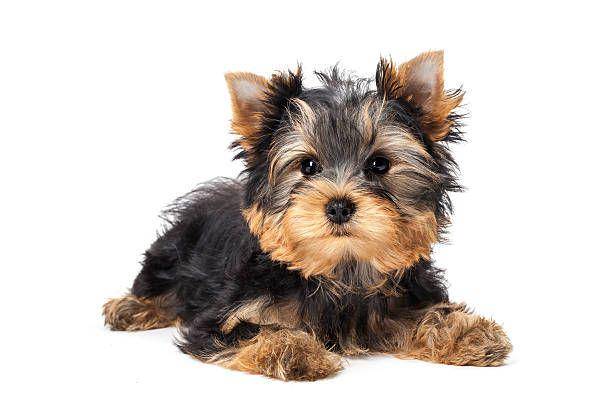 anjing yorkshire (istockphoto.com/PavelHlystov)