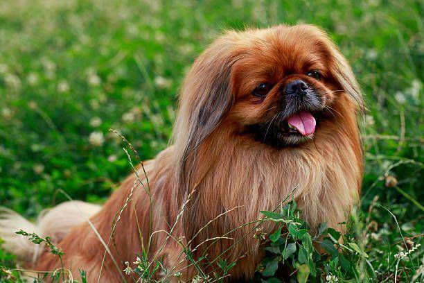 anjing pekingese (istockphoto.com/DavidDO)