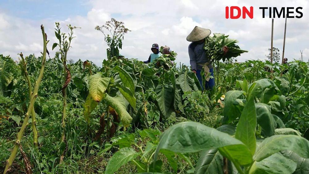 Tolak Kenaikan Cukai, 1.300 Petani Tembakau Mau Demo di Kemenkeu Senin