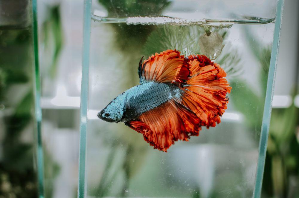 5 Hal yang Perlu Kamu Siapkan Sebelum Berternak Ikan Cupang