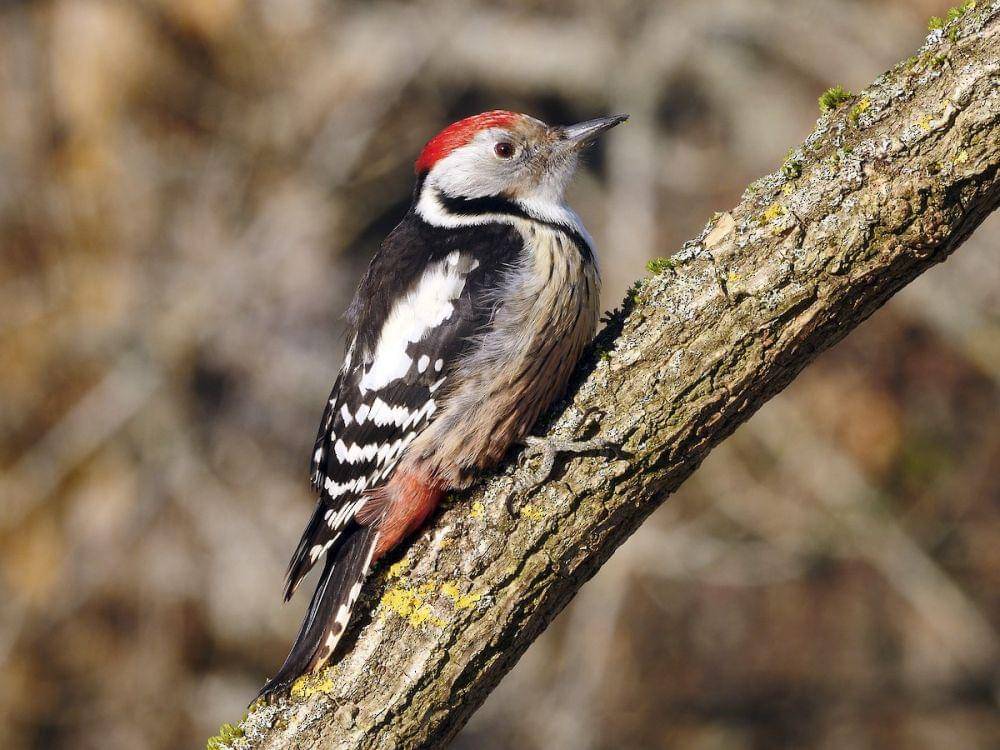 Middle spotted woodpecker (ebird.org)