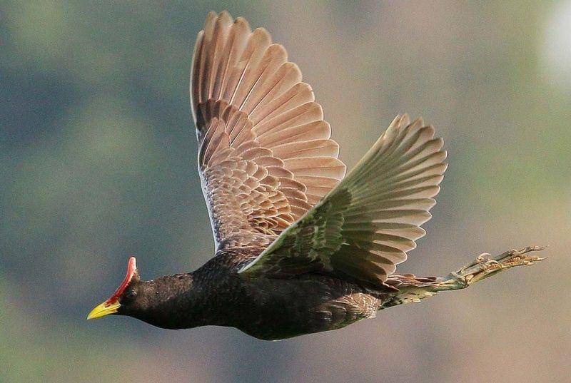 Watercock (ebird.org)