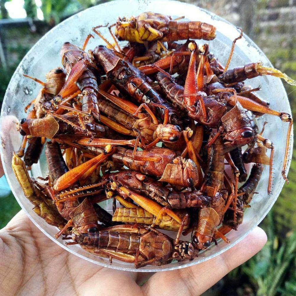 Walang goreng makanan khas unik. (Dok. TripZilla Indonesia)