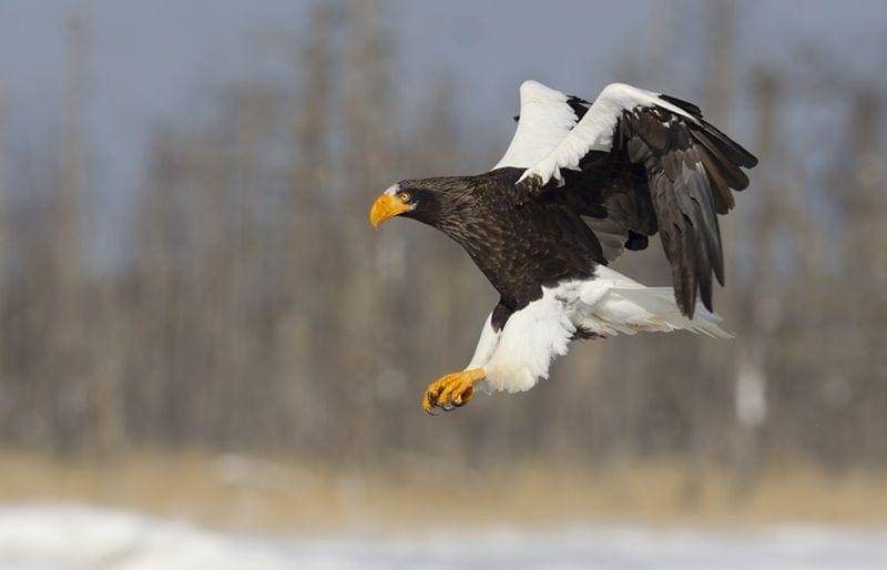 Steller's sea eagle (birdguides.com)