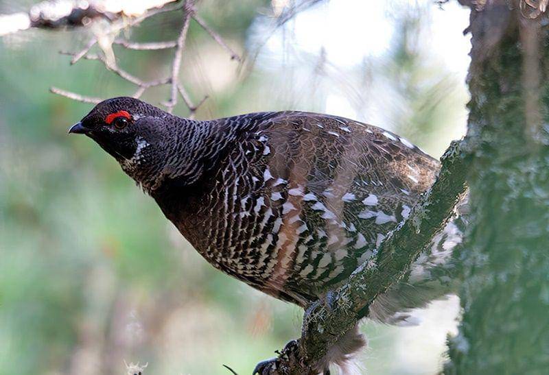 Siberian grouse (ebird.org)