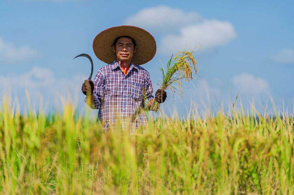 ilustrasi panen padi (pexels.com/Sorapong Chaipanya)