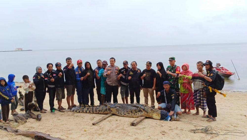 Resahkan Warga, Buaya 4 Meter Ditangkap di Pantai Teluk Lombok Kutim