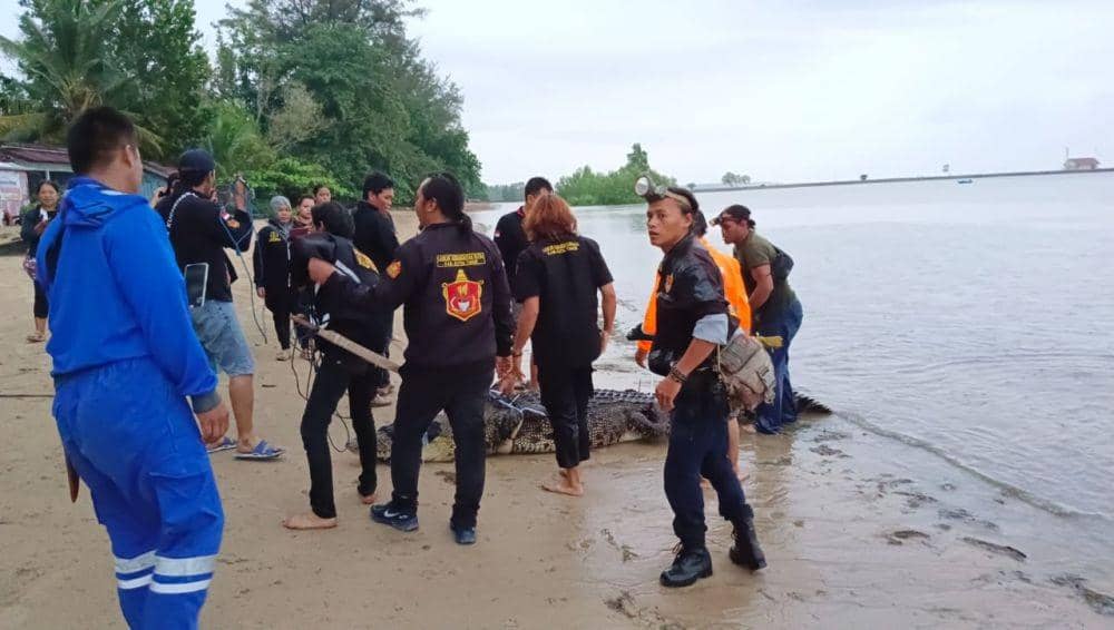 Proses penangkapan buaya 4 meter di Kutim (dok. Istimewa)