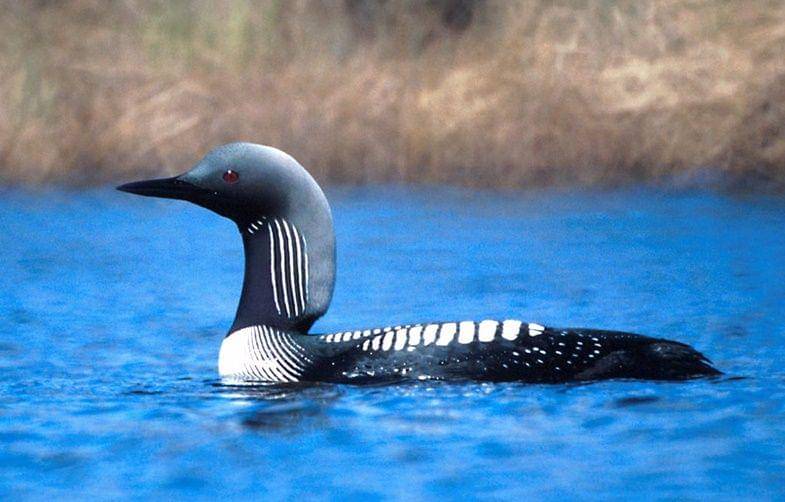 Pacific loon (en.wikipedia.org)