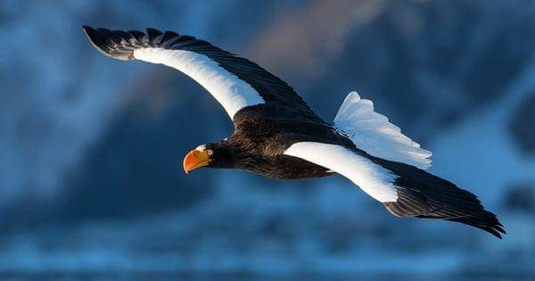 Steller's sea eagle (legacysir.com)