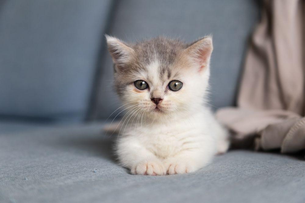 Cara Menghitung Umur Kucing Peliharaan, Mudah Kok!
