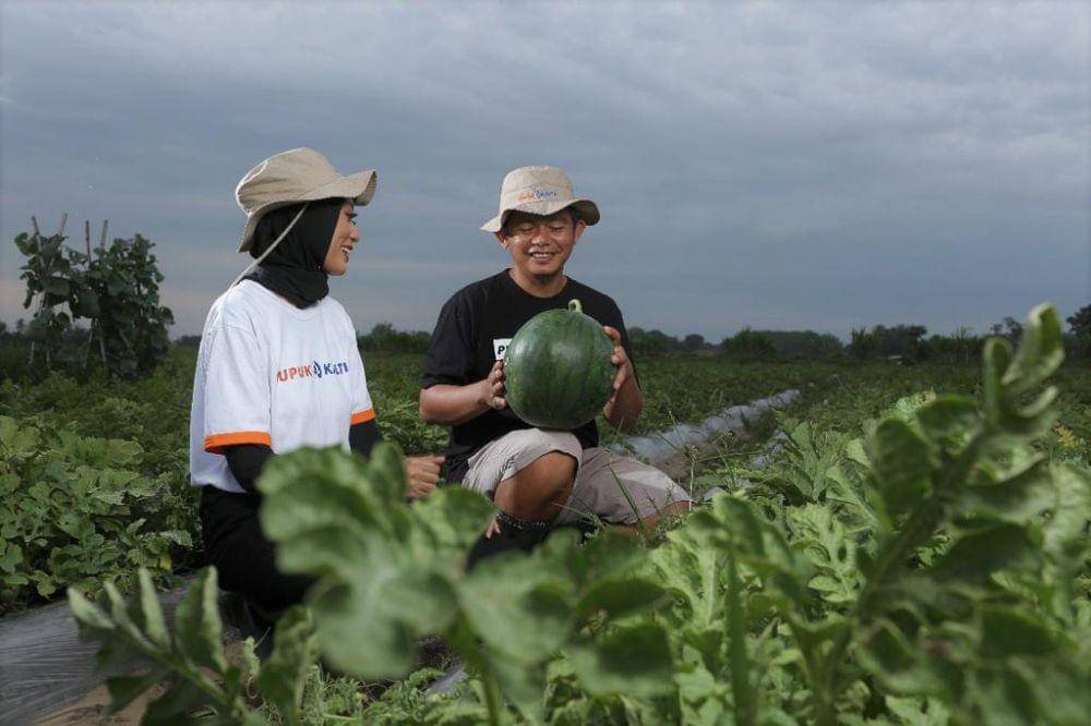 Produksi lahan pertanian yang meningkat berkat dukungan Pupuk Kaltim. Foto istimewa