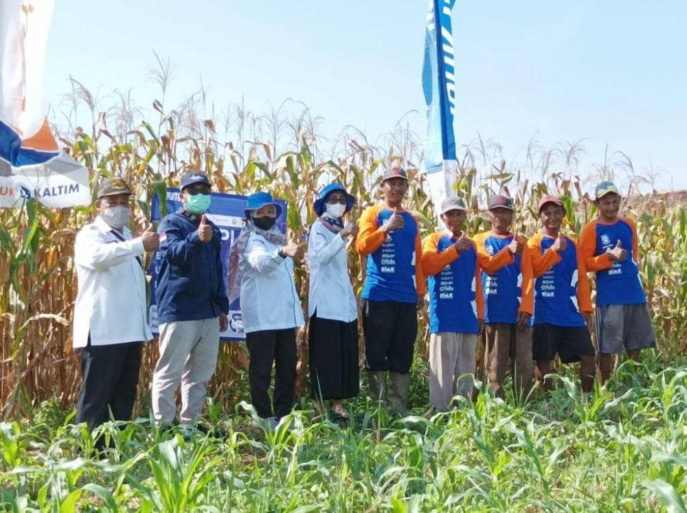Panen raya area persawahan  jagung Program Makmur PT Pupuk Kaltim di Bontang. Foto istimewa