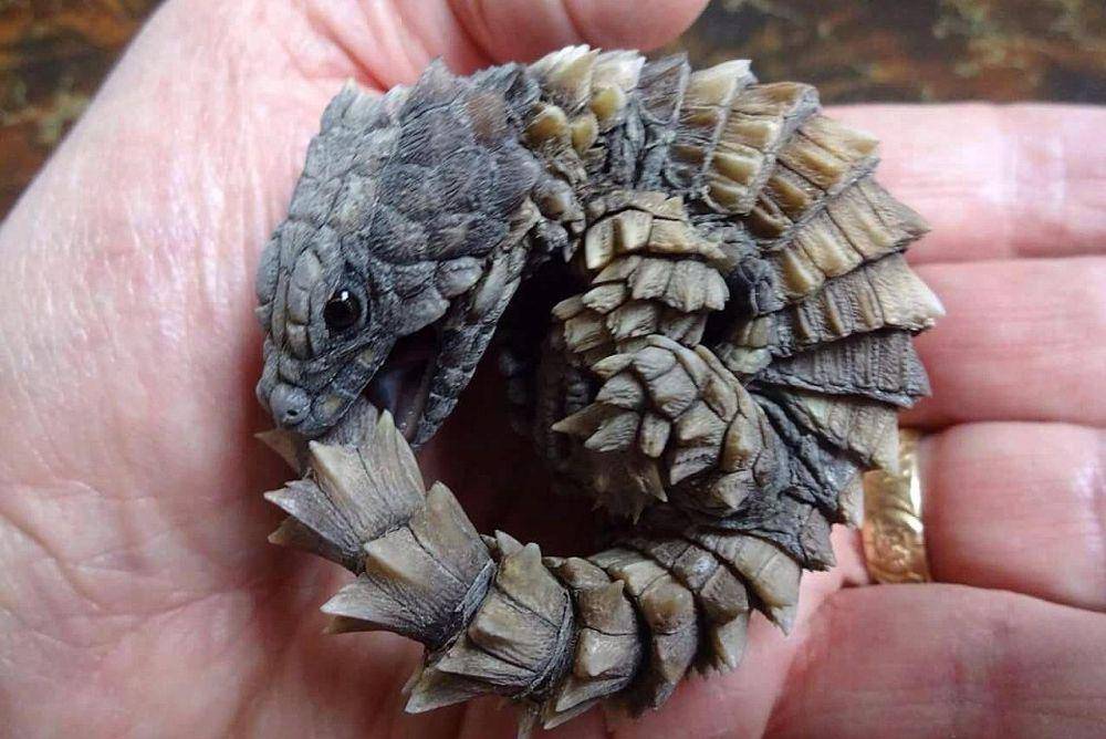 kadal armadillo bergulung (animalspot.net)