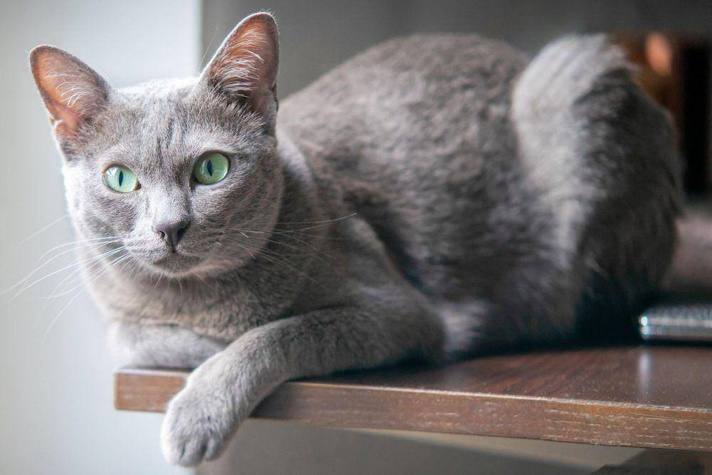 Korat (thesprucepets.com)