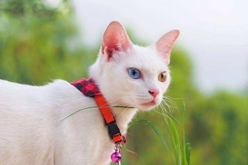 Khao manee (dailypaws.com)