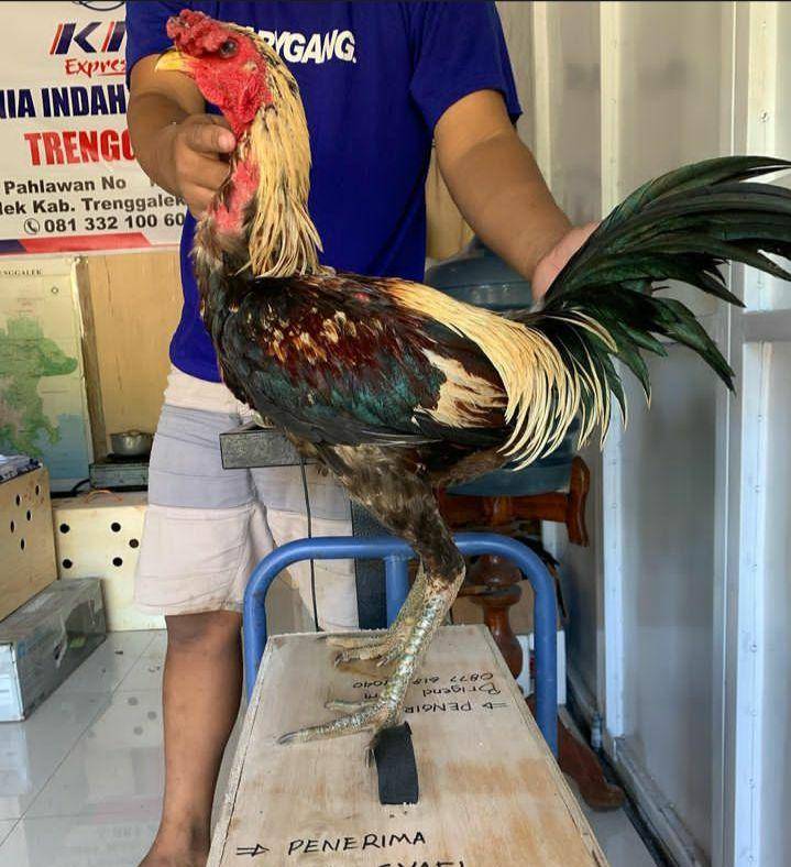 Pengiriman ayam jago melalui KI8. (Instagram.com/brigend.farm)