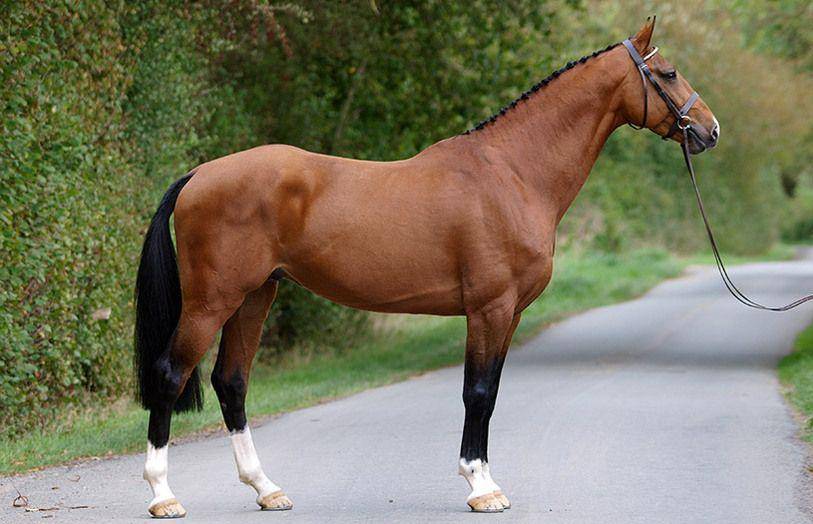 Irish Sporthorse (horsemart.co.uk)