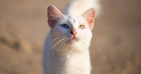 Khao manee (purina.co.uk)
