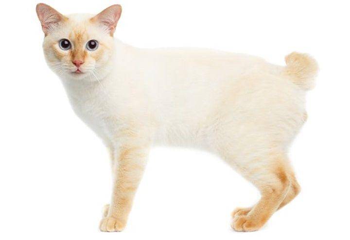 Mekong bobtail (cattime.com)