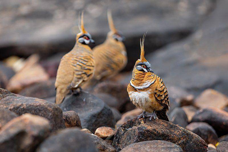 merpati spinifex di bebatuan (commons.wikimedia.org/JJ Harrison)