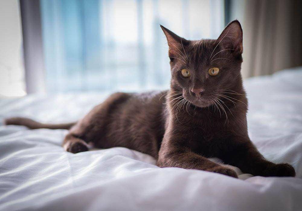 Suphalak (excitedcats.com)