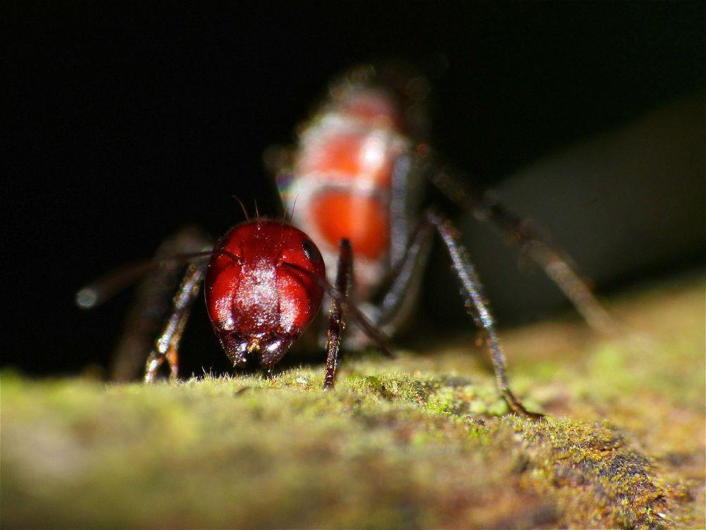 Keajaiban Evolusi, 6 Mekanisme Pertahanan Diri Hewan Teraneh
