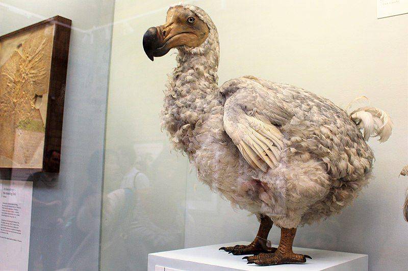 rekonstruksi burung dodo di Museum of Natural History, Inggris (commons.wikimedia.org/BazzaDaRambler)