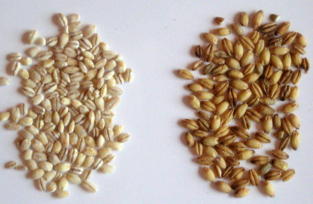 biji barley (thinkbarley.com/types-of-barley)