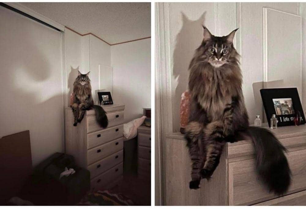 potret momen epik tertangkap kamera (imgur.com/user/DryMouthKitty)