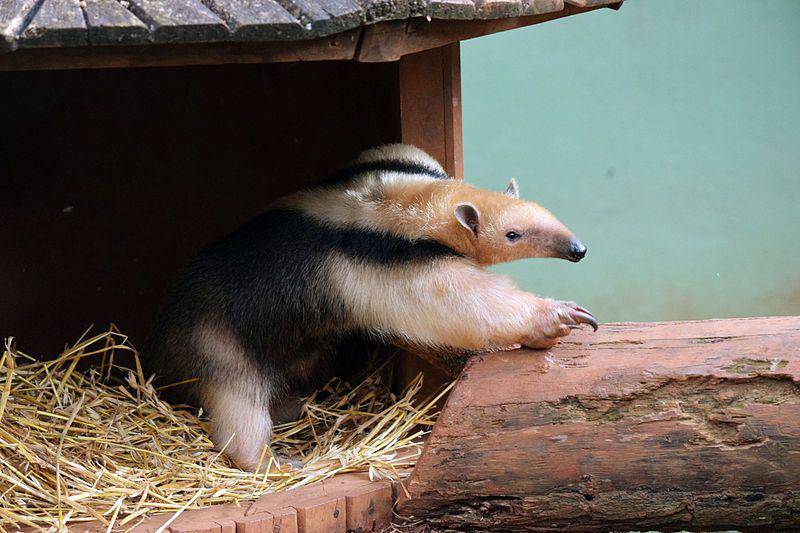 tamandua selatan di Kebun Binatang Sao Paolo, Brasil (commons.wikimedia.org/Miguelrangeljr)