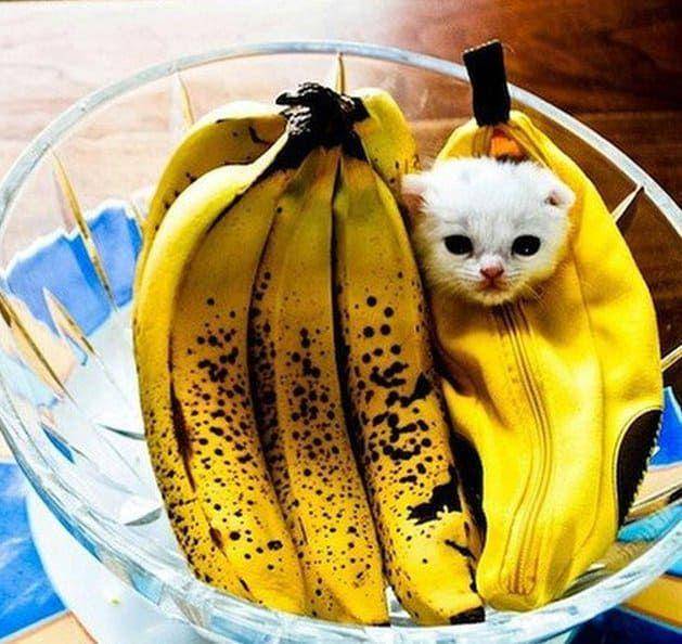 kucing dengan kostum pisang (facebook.com/BuzzFeed)