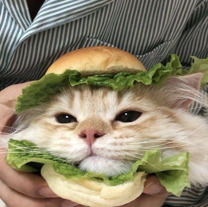 kucing memakai kostum burger (twitter.com/heartzcore_)