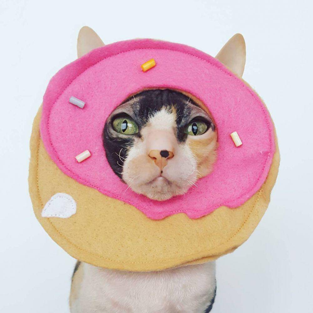 kucing dalam kostum donat (facebook.com/Etsy)