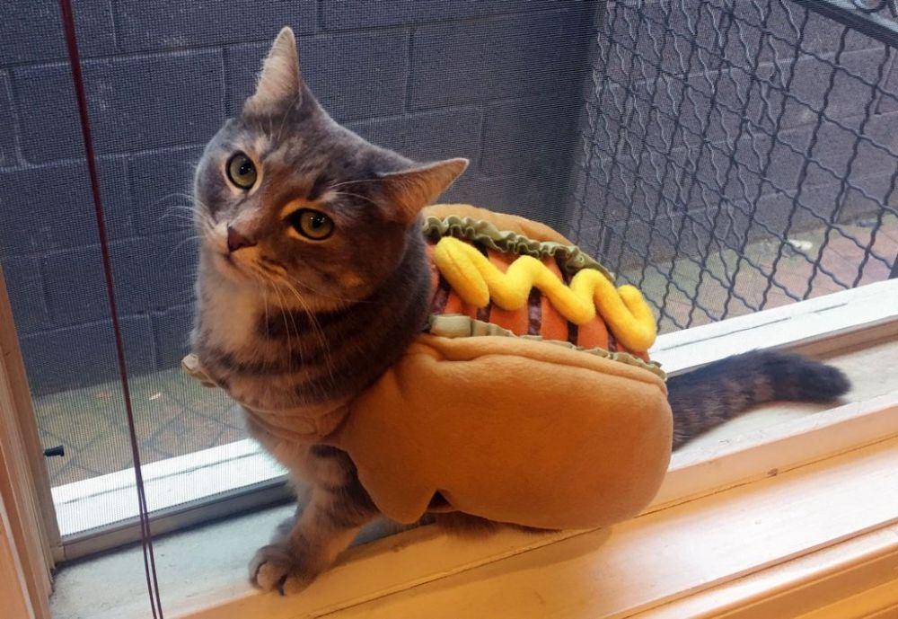 kucing memakai kostum hotdog (twitter.com/Dan McQuade)
