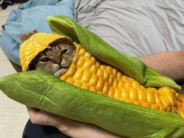 kucing memakai kostum jagung (twitter.com/Relax My Cat)