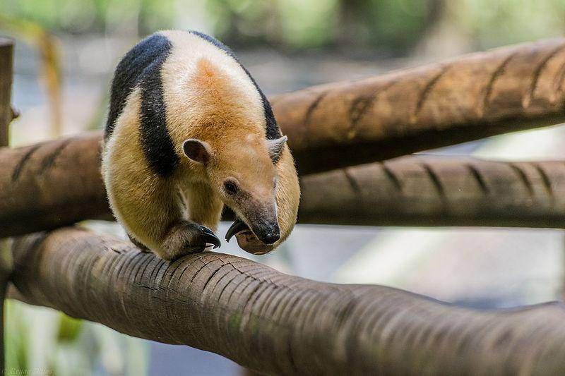 tamandua berjalan di dahan pohon (commons.wikimedia.org/Renan C)