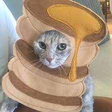 kucing dalam kostum pancake (facebook.com/Eastbourne Theatres)