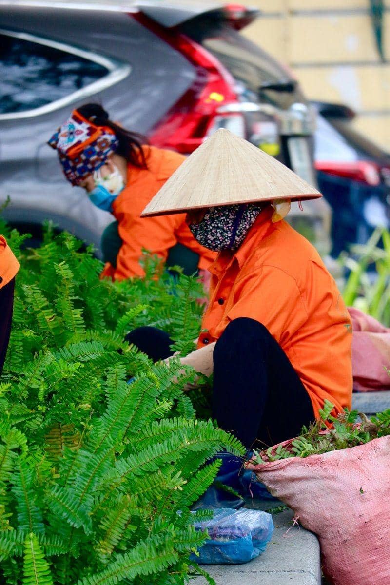 ilustrasi membersihkan tanaman dari gulma (pexels.com/ Pavithra Selvam)