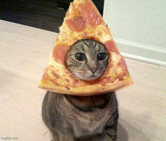 kucing mengenakan kostum pizza (facebook.com/Mad Mushroom)