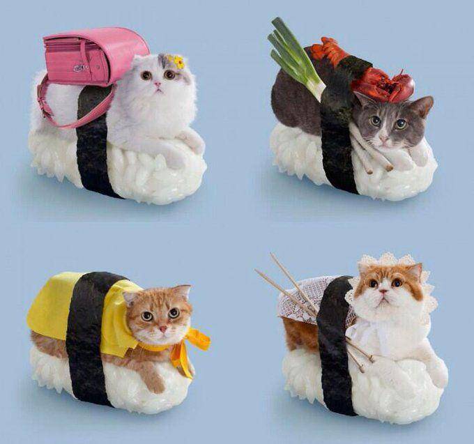 kucing mengenakan kostum sushi (twitter.com/Japanese Station)