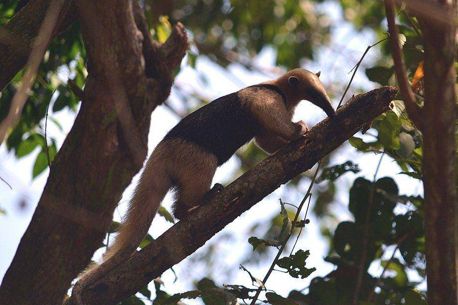 tamandua di atas pohon (commons.wikimedia.org/ChloeCrease)