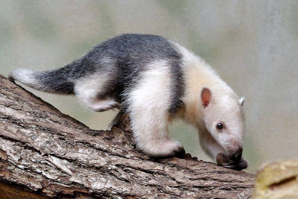 tamandua berjalan di batang pohon (commons.wikimedia.org/Quartl)