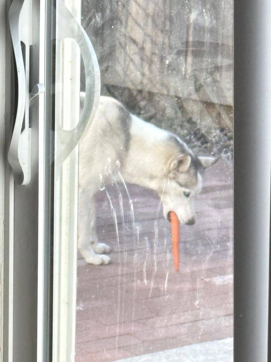 potret anjing bawa benda aneh di mulut (reddit.com/user/ThetrueMannybot06)