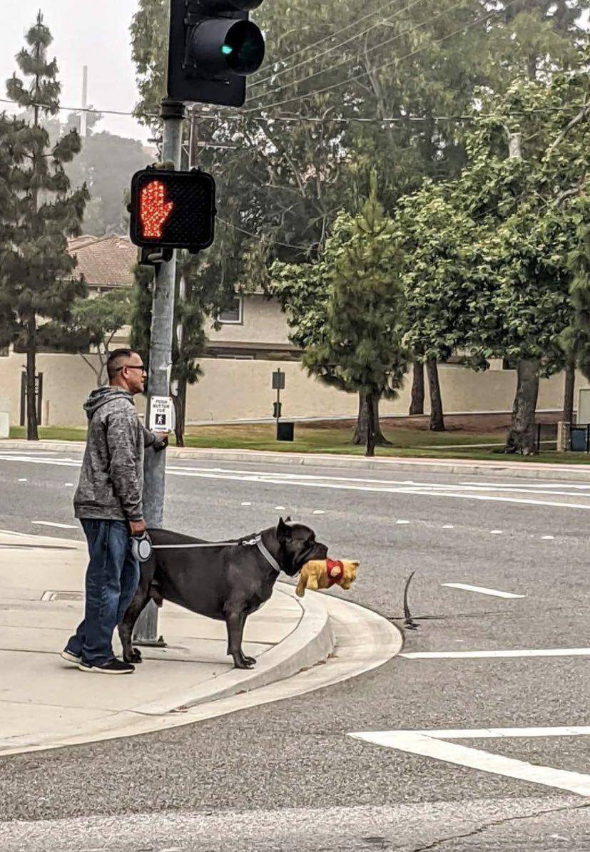 potret anjing bawa benda aneh di mulut (reddit.com/user/Prietocratico)