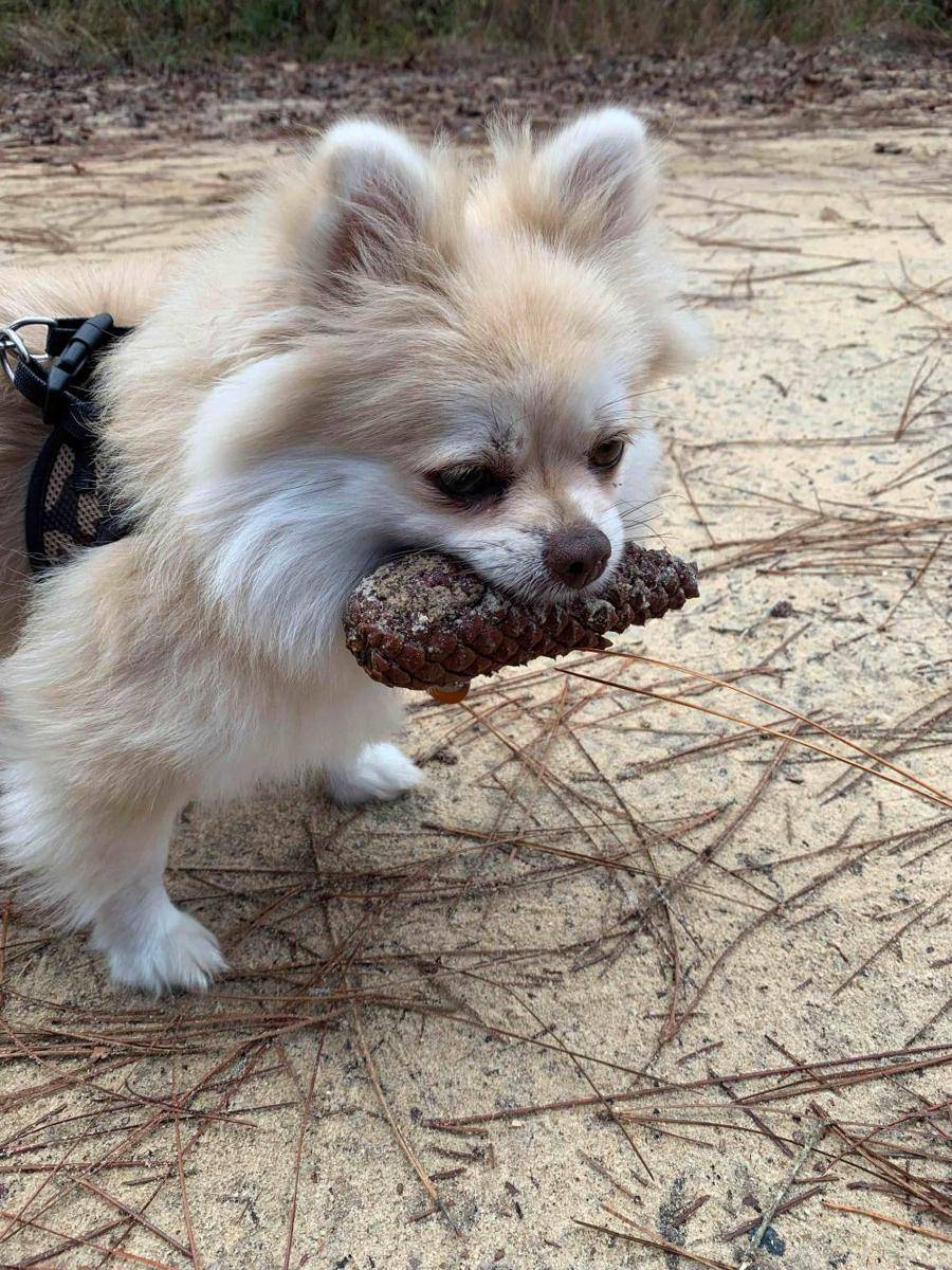 potret anjing bawa benda aneh di mulut (reddit.com/user/TheSkrussler)