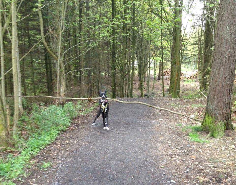 potret anjing bawa benda aneh di mulut (reddit.com/user/fukdcorp)