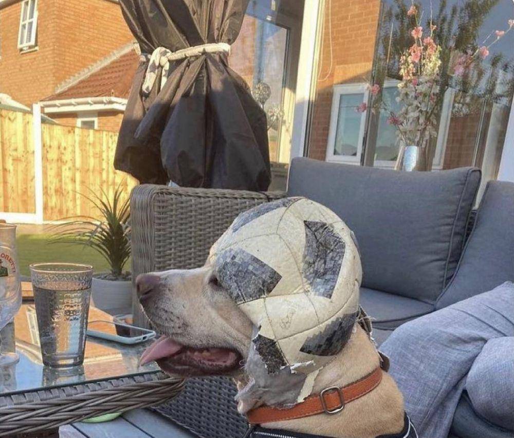 potret anjing bawa benda aneh di mulut (reddit.com/user/experiencedDominion)